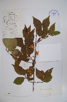 須蕊忍冬藏品圖，第1張