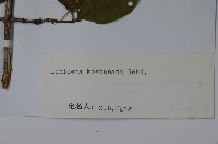 須蕊忍冬藏品圖，第2張