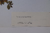 剛毛忍冬藏品圖，第2張