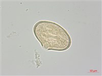 雅江棱子芹藏品圖，第2張