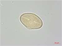 雅江棱子芹藏品圖，第3張