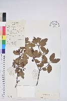 毛葉吊鐘花藏品圖，第1張