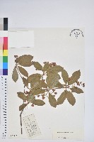 毛葉吊鐘花藏品圖，第1張