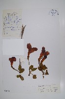 登錄號:S022454藏品圖，第1張