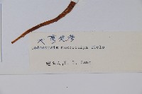 大萼黨參藏品圖，第2張
