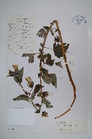 大萼黨參藏品圖，第1張