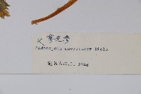 大萼黨參藏品圖，第2張