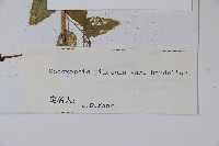 閃毛黨參藏品圖，第2張