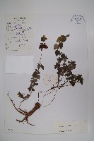 脈花黨參藏品圖，第1張