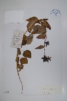 大萼黨參藏品圖，第1張