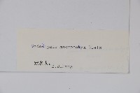 大萼黨參藏品圖，第2張