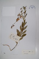 天藍沙參藏品圖，第1張