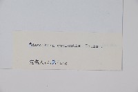 天藍沙參藏品圖，第2張