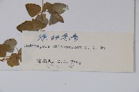 綠鐘黨參藏品圖，第2張