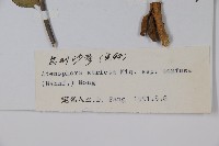 昆明沙參藏品圖，第2張