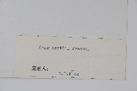 青榨槭藏品圖，第2張
