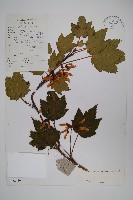 川滇長尾槭藏品圖，第1張