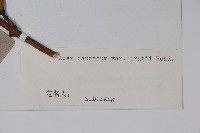 川滇長尾槭藏品圖，第2張