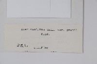 川滇長尾槭藏品圖，第2張