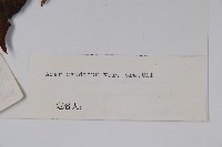 川滇長尾槭藏品圖，第2張