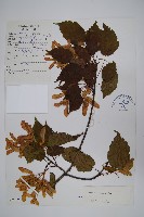 四蕊槭藏品圖，第1張