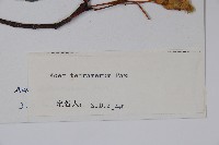 四蕊槭藏品圖，第2張