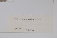 毛葉槭藏品圖，第2張