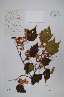 篦齒槭藏品圖，第1張