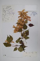 登錄號:S022480藏品圖，第1張