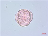珍珠鹿蹄草藏品圖，第1張