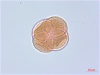 珍珠鹿蹄草藏品圖，第2張