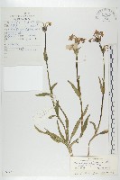 白花刺參藏品圖，第1張