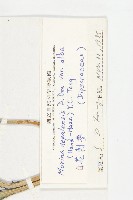 白花刺參藏品圖，第3張