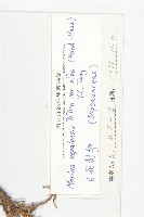 白花刺參藏品圖，第3張