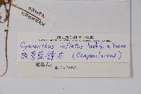 脹萼藍鐘花藏品圖，第2張