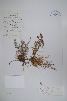 細葉藍鐘花藏品圖，第1張