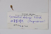 細葉藍鐘花藏品圖，第2張