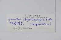 中甸藍鐘花藏品圖，第2張