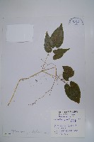 淫羊藿藏品圖，第1張