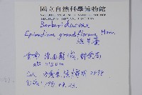 淫羊藿藏品圖，第2張