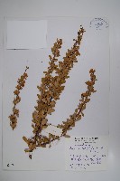 刺紅珠藏品圖，第1張