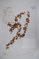 刺紅珠藏品圖，第1張