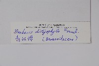 刺紅珠藏品圖，第2張