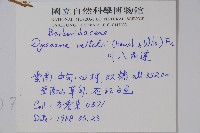 川八角蓮藏品圖，第2張