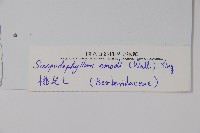 桃兒七藏品圖，第2張