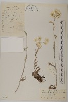 尼泊爾籟簫藏品圖，第1張