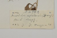 尼泊爾籟簫藏品圖，第3張