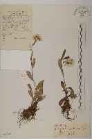 尼泊爾籟簫藏品圖，第1張