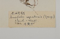 尼泊爾籟簫藏品圖，第3張