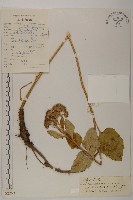 褐毛紫菀藏品圖，第1張